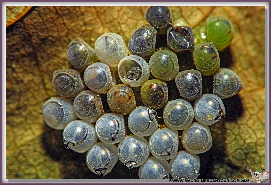 OEUFS d'insectes